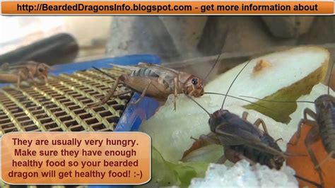 How Do Crickets Give Birth? The 11 Top Answers - Chiangmaiplaces.net