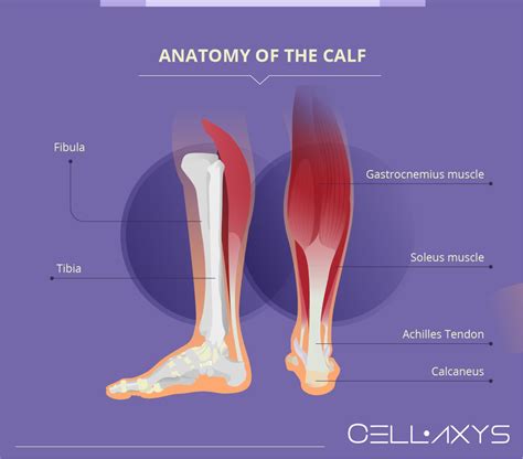 Calf Strain Recovery Time - Cellaxys