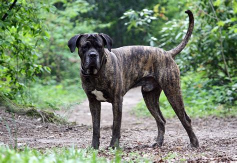 Irányzat röplabda Sárgarépa cane corso súlya szegmens Biztonság Allergia