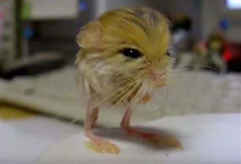 The Baluchistan Pygmy Jerboa Is Half-Mouse, Half-Kangaroo and All Awesome