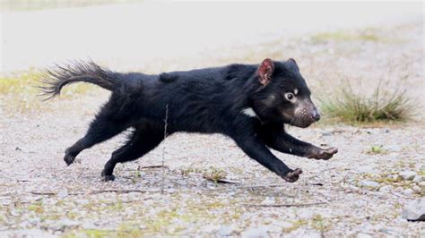 Tasmanian devil facial tumor – Telegraph