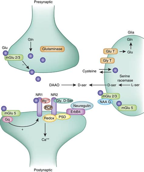 A simplified model of glutamate (Glu) synapse depicting some of the ...