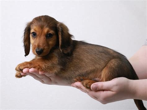 Miniature Dachshund-DOG-Male-Red Sable-3982193-My Next Puppy