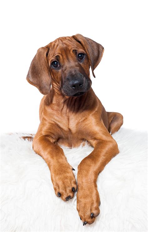 Rhodesian ridgeback puppy | Rhodesian ridgeback puppies, Ridgeback ...