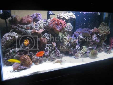 Salt water fish tank help..... - AR15.COM