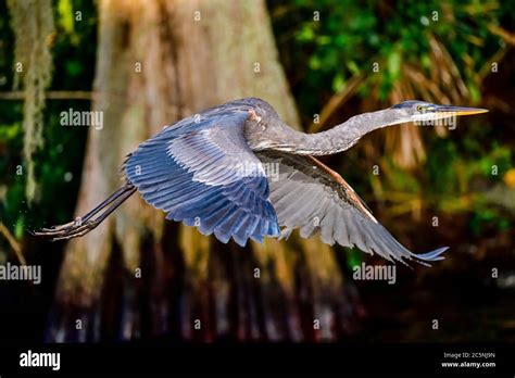 Great Blue Heron in flight Stock Photo - Alamy