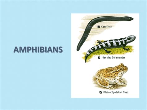 Amphibians