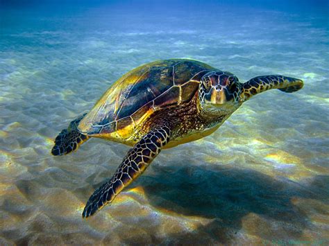 Hawaiian green sea turtle or honu | Sea Turtles Restoration Project ...