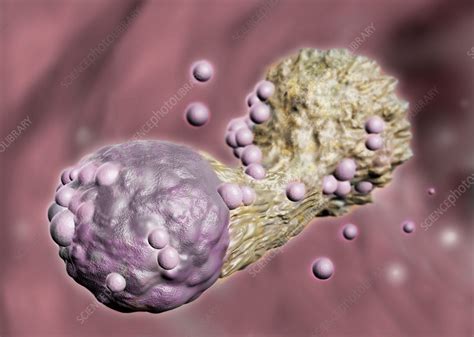 Cytotoxic T Cell Attacking Cancer, Illustration - Stock Image - C036 ...