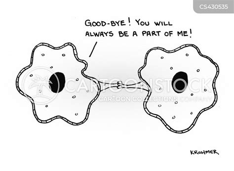 Mitosis Cartoons and Comics - funny pictures from CartoonStock