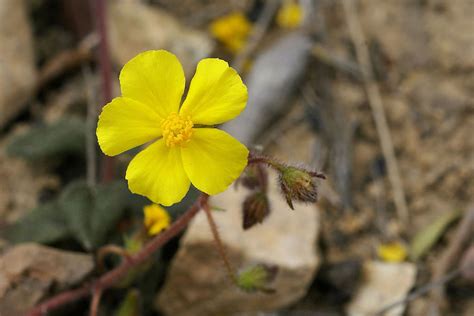 10 Endemic Canary Islands Plants - VillaGranCanaria