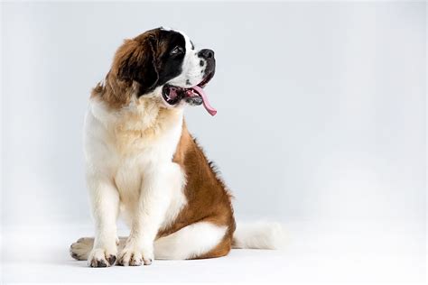 Saint Bernard Puppies: A Complete Guide for New Owners | The Dog People ...