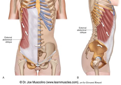 External Abdominal Oblique - Learn Muscles