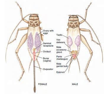 Structure and Function of Cricket Flashcards | Quizlet