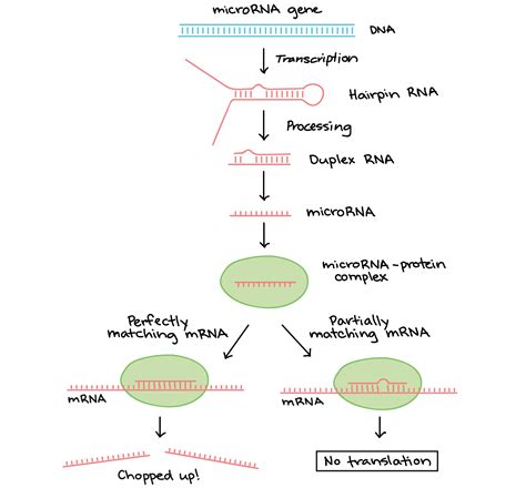 RNA Post-Transcriptional Modification | Biology for Majors I