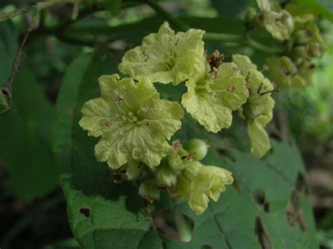 Cordia (Cordiaceae) image 33527 at