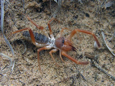 Camel spider 3 (Eremobatidae), New Mexico - a photo on Flickriver