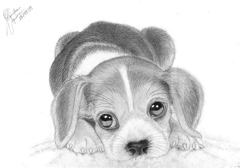 All About My Dog Godiva | Puppy drawing, Cute dog drawing, Dog drawing