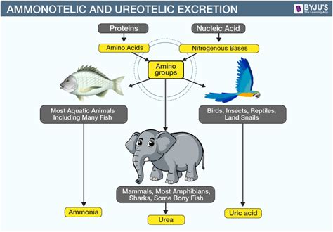 Why Do Fish Excrete Ammonia: Unveiling Natures Underwater Chemistry