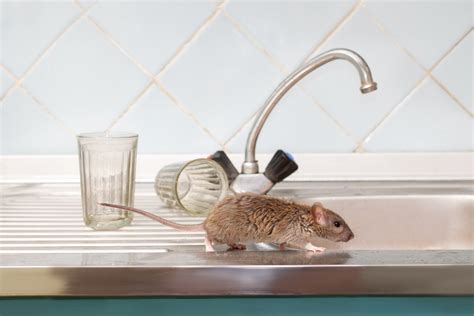 Mice Pest Control & Removal in Colorado Springs - Mice Exterminator