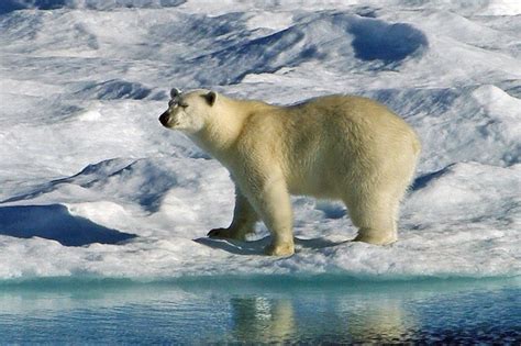 Polar Bear Facts and Adaptations - Ursus maritimus | Polar bear images ...