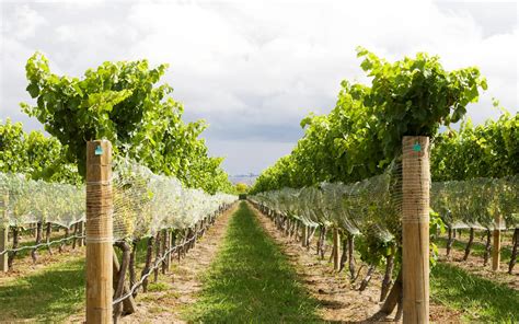 Newport Vineyards: RI Wine Tasting, Vineyard Tours & Events