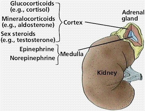 Adrenal cortex location and function - sendpase