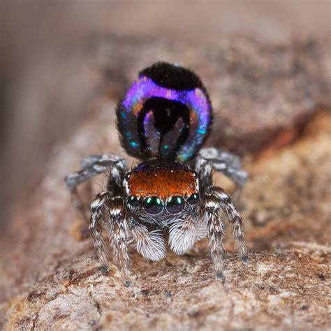 _X8A6146 peacock spider Maratus robinsoni | This spider was … | Flickr