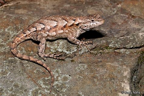 Eastern Fence Lizard - Sceloporus undulatus