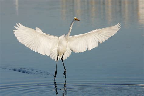 Great Egret - Profile | Habitat | Facts | Flight | Nest | Call - BirdBaron