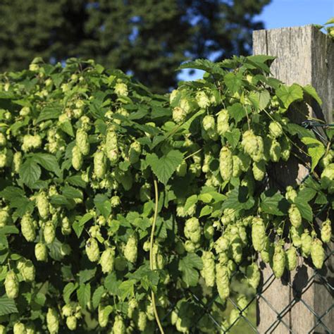 Nugget Hops Vine | Gurney's Seed & Nursery Co.