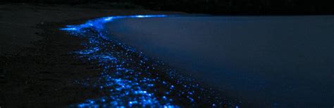 How do bioluminescent waves occur - Windy.app