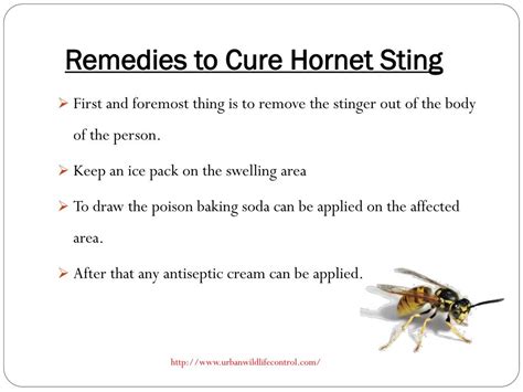 PPT - What To Do For a Hornet Sting? PowerPoint Presentation, free ...