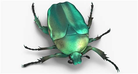 Green Scarab Beetle Walking Model - TurboSquid 1375618