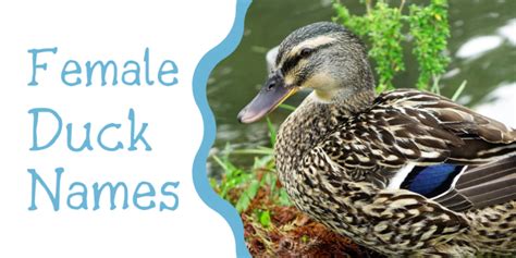 250+ Duck Names for Your Feathered Friend (From Aflac to Xerxes ...