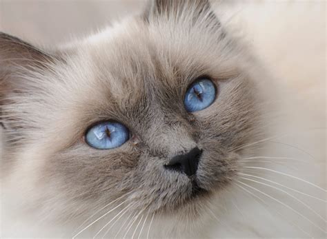 The Best Cat Breed for You