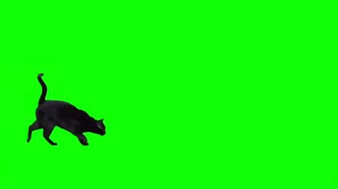 12+ Cat Green Screen Video Free Download » GREEN•SCREEN•EFFECTS