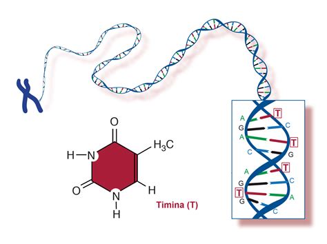 Timina | NHGRI