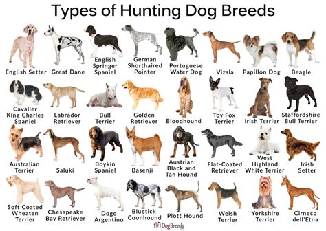 List of Best Large & Small Hunting Dog Breeds With Pictures ...