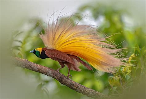 Here Are Five Most Beautiful Birds With Strikingly Fancy Tail Feathers