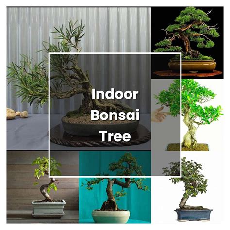 How to Grow Indoor Bonsai Tree - Plant Care & Tips | NorwichGardener