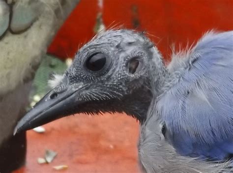 Molting Blue Jay … see my ear ! – Warbler Calls