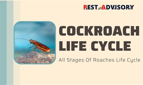 Cockroach Life Cycle | All Stages of a Roaches Life Cycle