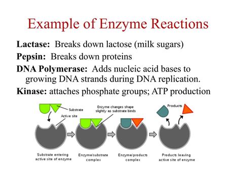 Ppt Enzymes Biological Catalysts Powerpoint Presentation Free | Free ...