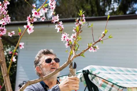 Beginners Guide to Pruning Peach Trees