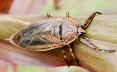 Giant water bug bite Pain scale, Symptoms, poisonous, Treatment ...