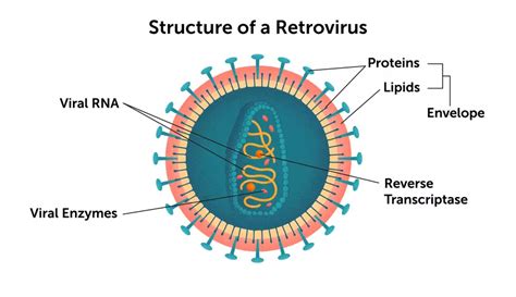 HIV As A Retrovirus: Life Cycle And How It Infects A Cell, 48% OFF