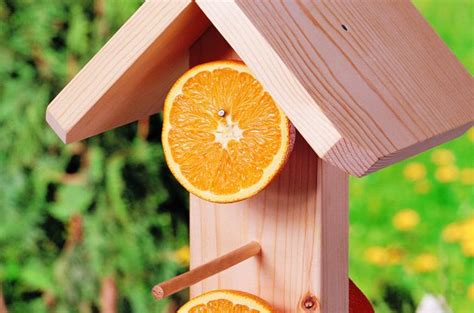 53 DIY Bird House Plans that Will Attract Them to Your Garden