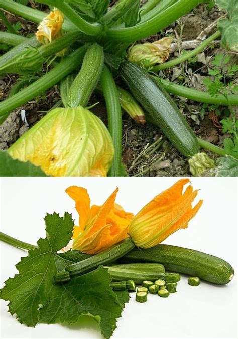 Growing Summer Squash: Tips and Techniques