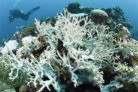 Worst-ever coral bleaching event continues into fourth year | New Scientist